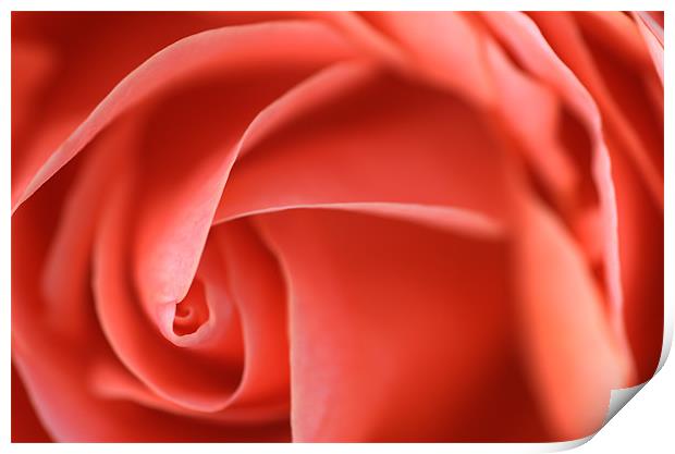 Delicate Pick Rose Swirl Print by Martin Williams