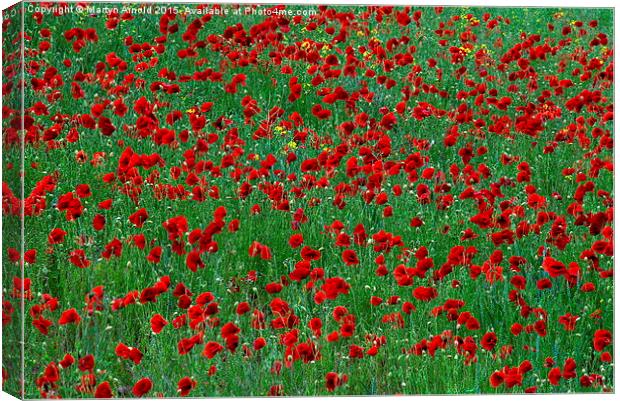  Poppies Canvas Print by Martyn Arnold