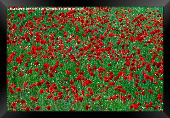  Poppies Framed Print by Martyn Arnold