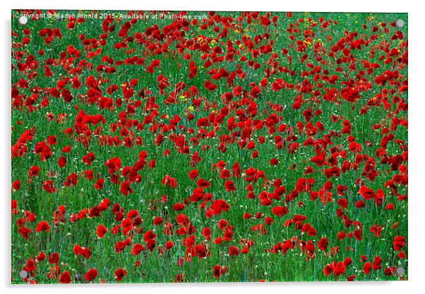  Poppies Acrylic by Martyn Arnold