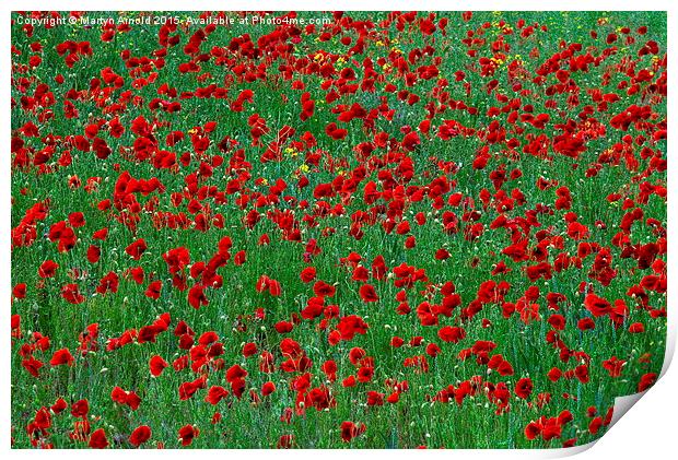  Poppies Print by Martyn Arnold