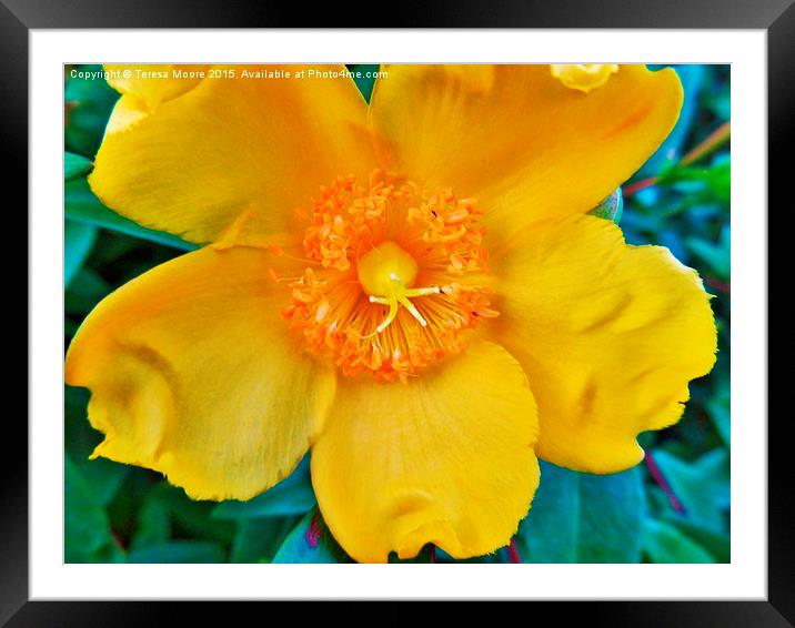  Mellow Yellow Framed Mounted Print by Teresa Moore