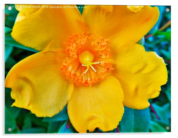  Mellow Yellow Acrylic by Teresa Moore