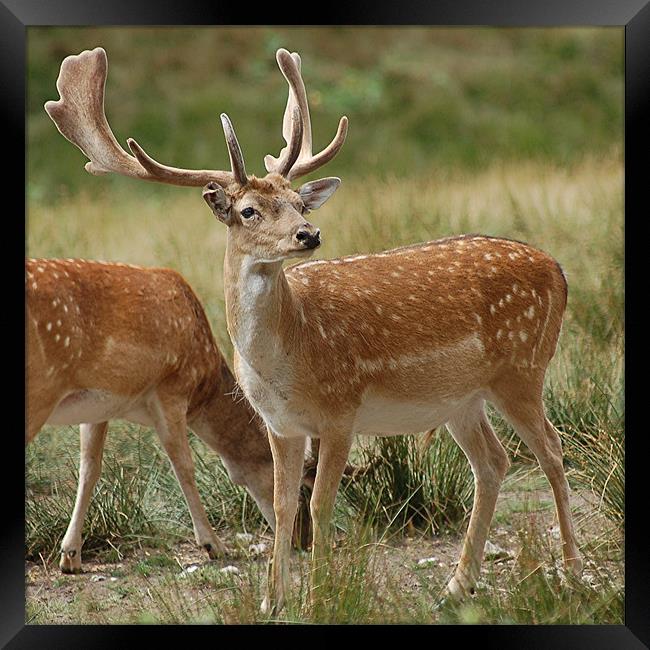 Fallow Deer Framed Print by Matt Curties