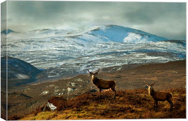  Highland Stags Canvas Print by Macrae Images
