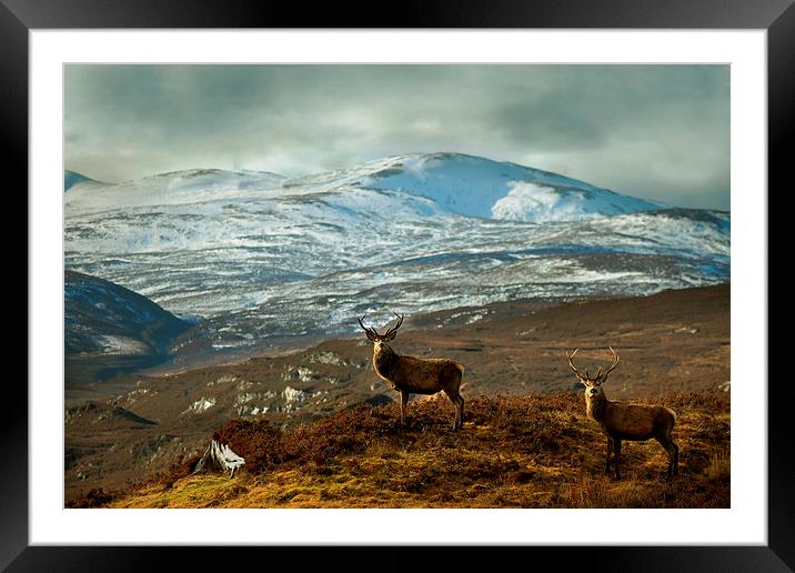  Highland Stags Framed Mounted Print by Macrae Images
