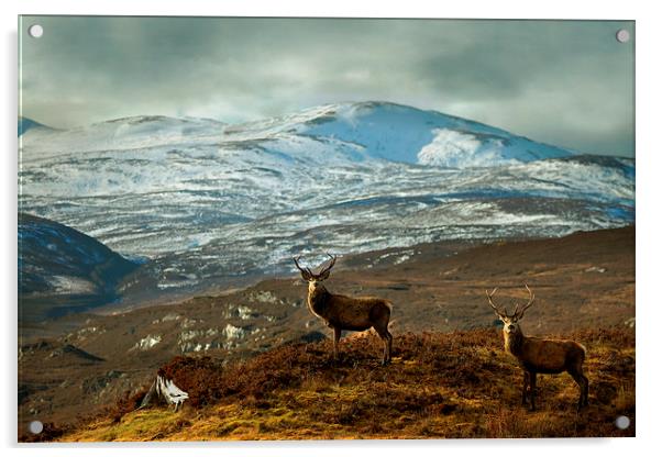  Highland Stags Acrylic by Macrae Images