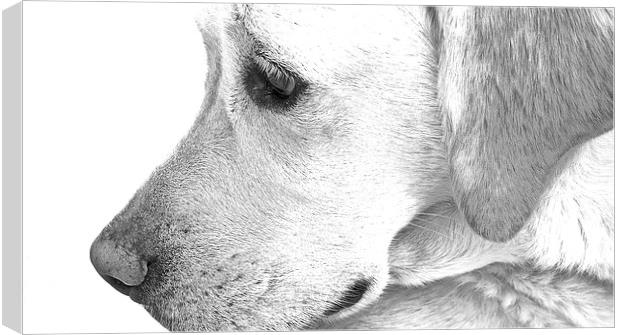  Labrador Dog Sketch Effect Canvas Print by Sue Bottomley