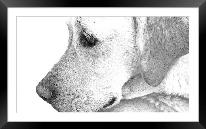  Labrador Dog Sketch Effect Framed Mounted Print by Sue Bottomley