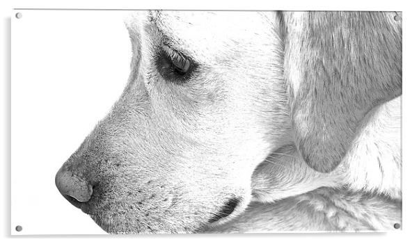  Labrador Dog Sketch Effect Acrylic by Sue Bottomley