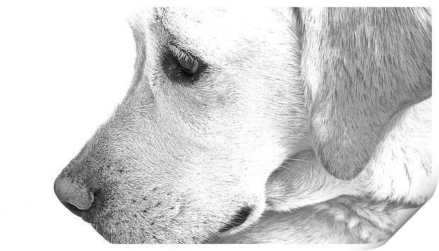  Labrador Dog Sketch Effect Print by Sue Bottomley