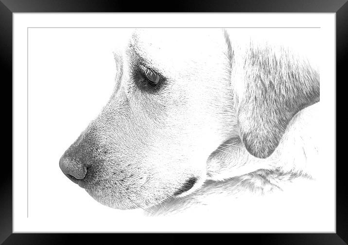 Labrador dog black and white sketch effect  Framed Mounted Print by Sue Bottomley