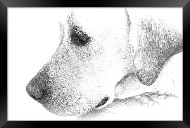Labrador dog black and white sketch effect  Framed Print by Sue Bottomley