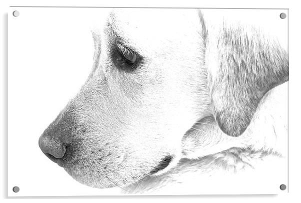 Labrador dog black and white sketch effect  Acrylic by Sue Bottomley