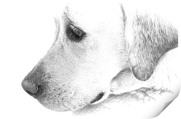 Labrador dog black and white sketch effect  Print by Sue Bottomley