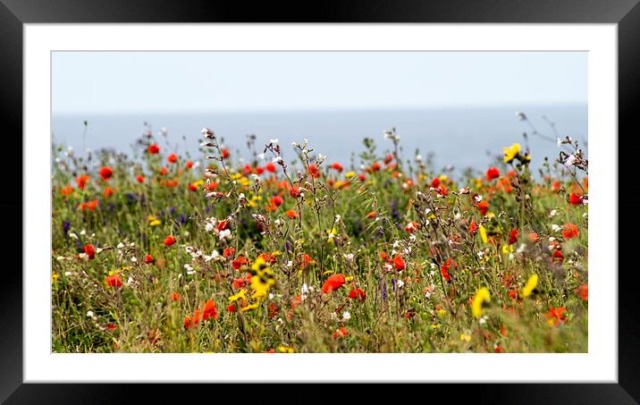  poppies at pentire Framed Mounted Print by keith sutton