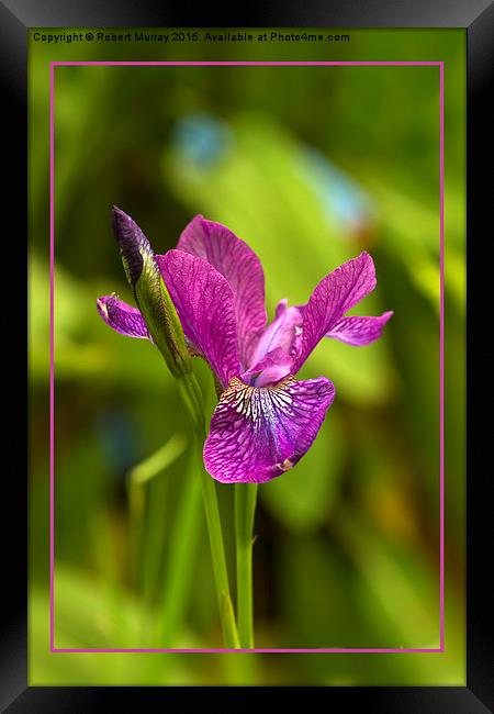  Siberian Iris Framed Print by Robert Murray