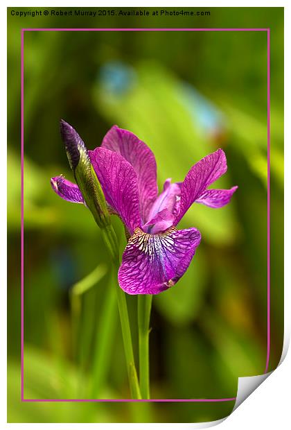  Siberian Iris Print by Robert Murray