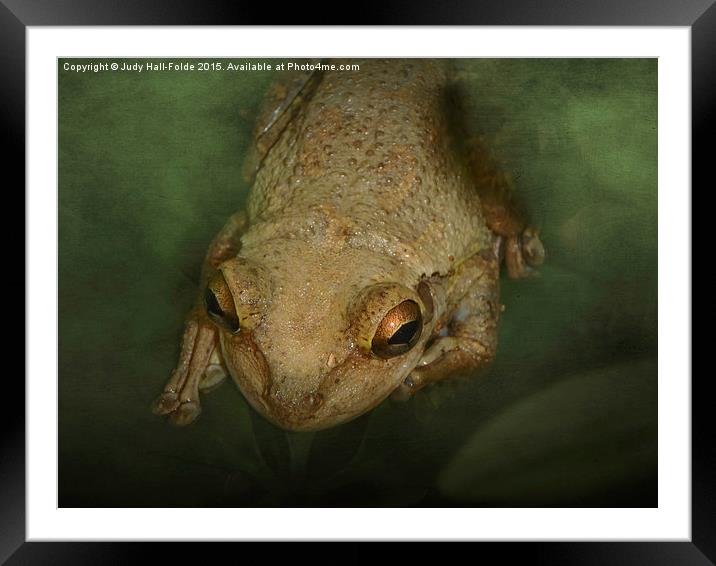  Frog Framed Mounted Print by Judy Hall-Folde