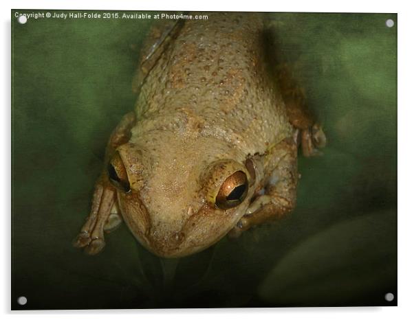  Frog Acrylic by Judy Hall-Folde