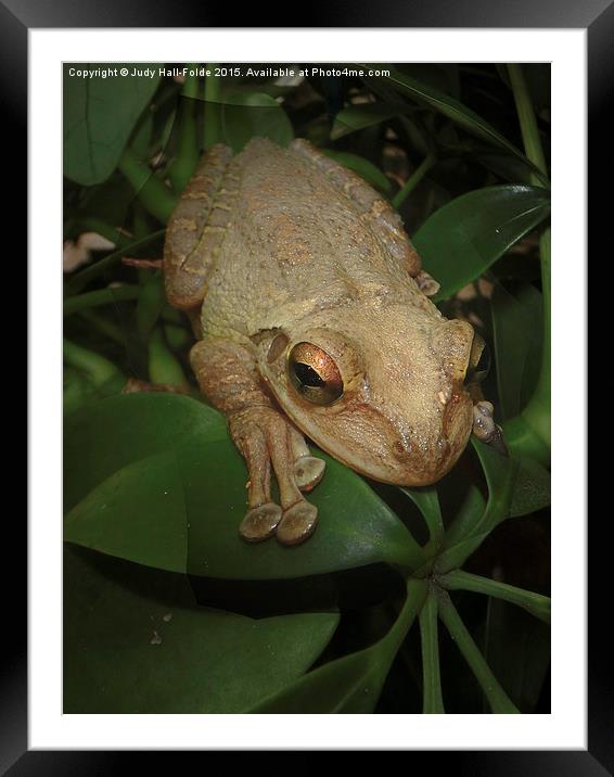  Frog Macro Framed Mounted Print by Judy Hall-Folde