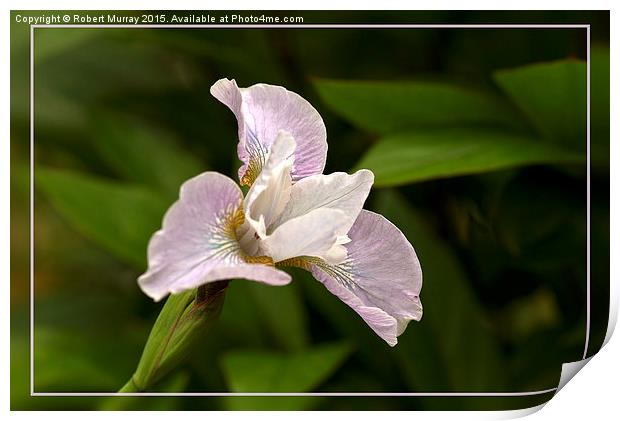  Siberian Iris Print by Robert Murray