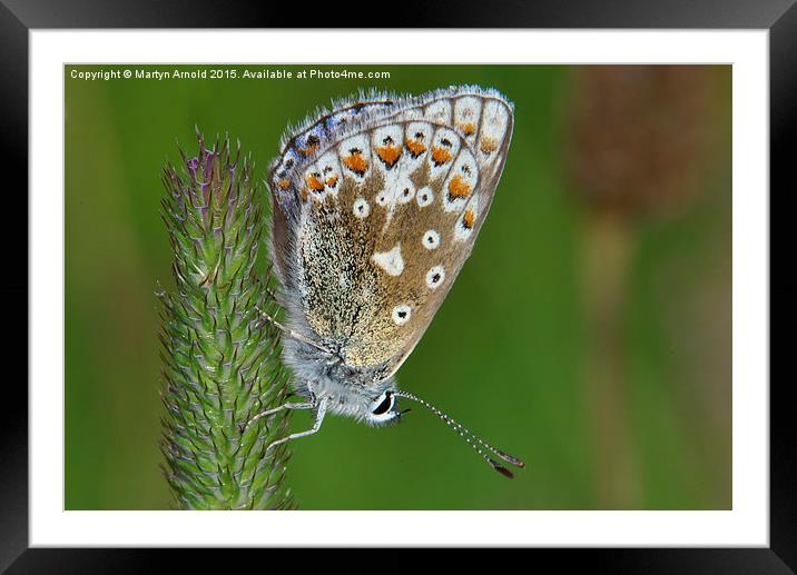  Common Blue Butterfly (Polyommatus icarus) Framed Mounted Print by Martyn Arnold