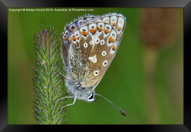  Common Blue Butterfly (Polyommatus icarus) Framed Print by Martyn Arnold