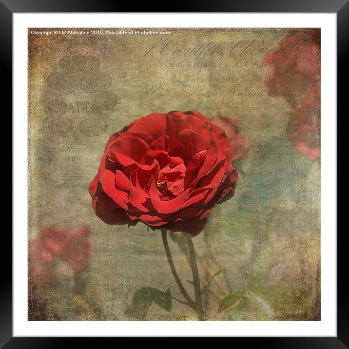  Red Rose for Love Framed Mounted Print by LIZ Alderdice