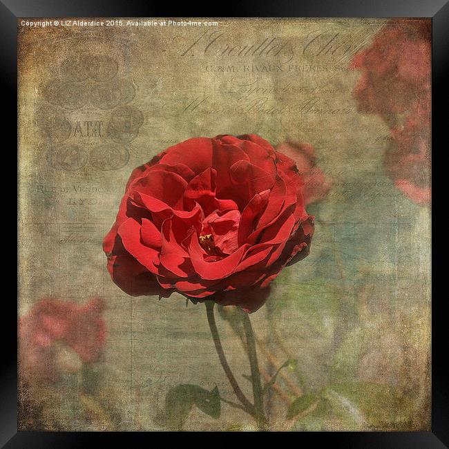 Red Rose for Love Framed Print by LIZ Alderdice
