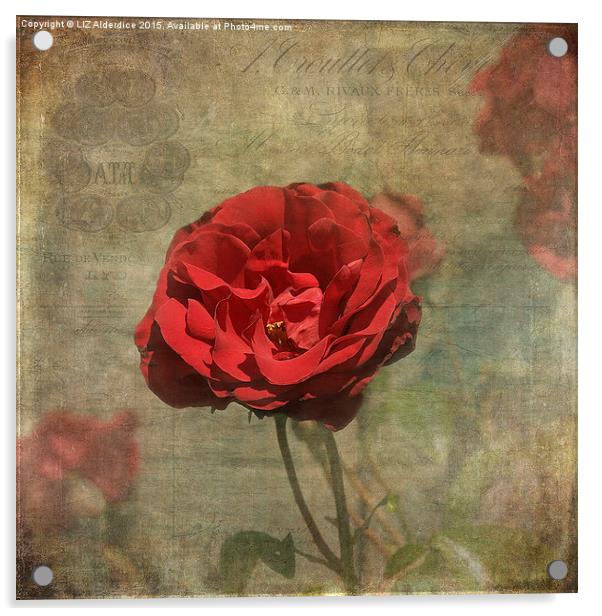  Red Rose for Love Acrylic by LIZ Alderdice
