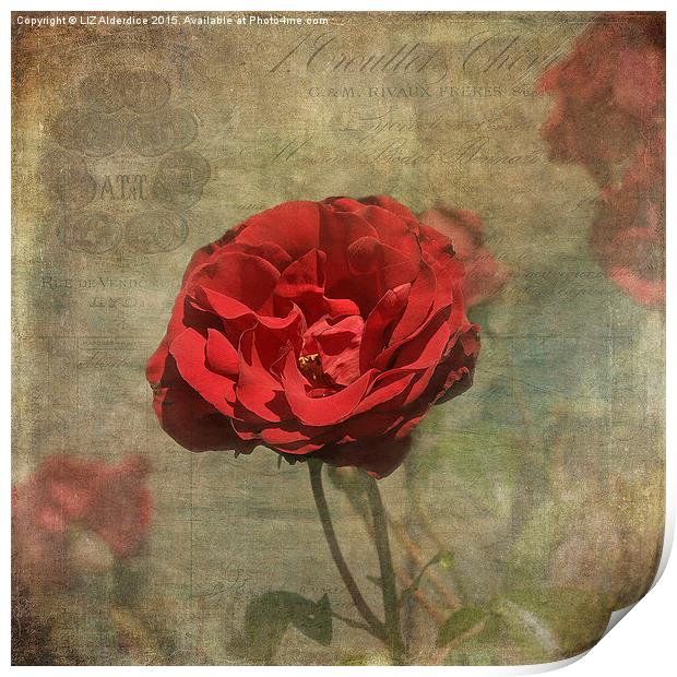  Red Rose for Love Print by LIZ Alderdice
