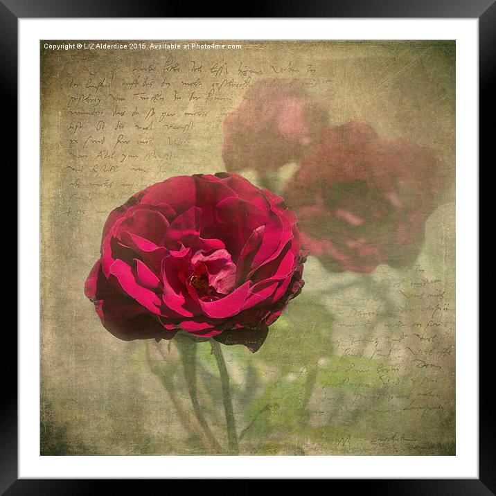  Red Velvet Rose Framed Mounted Print by LIZ Alderdice