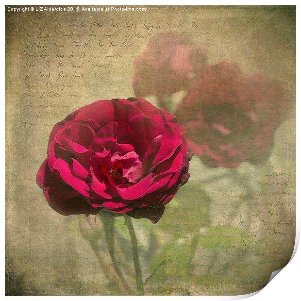  Red Velvet Rose Print by LIZ Alderdice