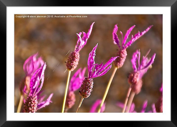  French lavender connected by spiders web Framed Mounted Print by steve akerman
