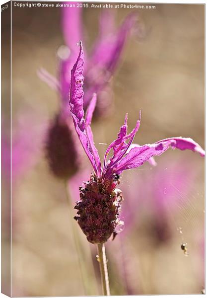 French lavender with spider.  Canvas Print by steve akerman