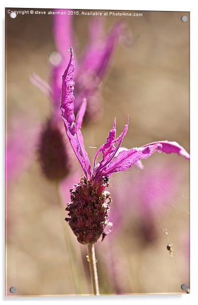 French lavender with spider.  Acrylic by steve akerman