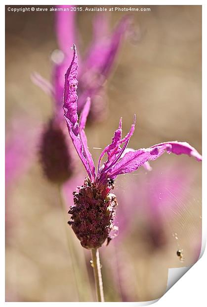 French lavender with spider.  Print by steve akerman