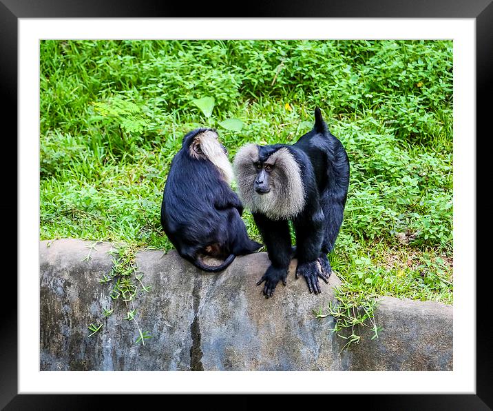 Two monkeys Framed Mounted Print by Hassan Najmy