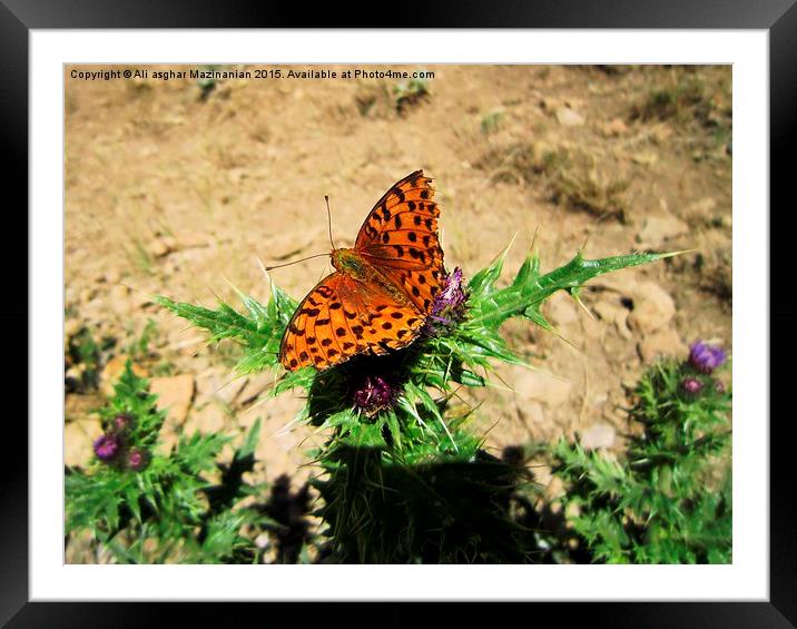 Butterfly on thistle, Framed Mounted Print by Ali asghar Mazinanian