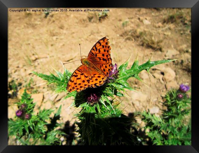 Butterfly on thistle, Framed Print by Ali asghar Mazinanian