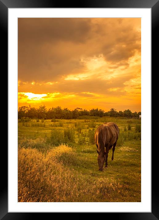  Horse at Sunset Framed Mounted Print by Steve Hardiman