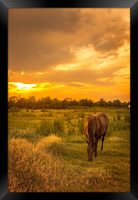  Horse at Sunset Framed Print by Steve Hardiman