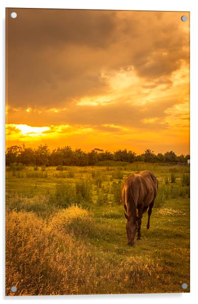  Horse at Sunset Acrylic by Steve Hardiman