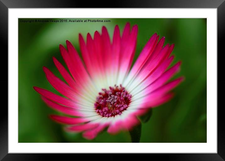  Pink Mesembryanthemum Framed Mounted Print by Andrew Heaps