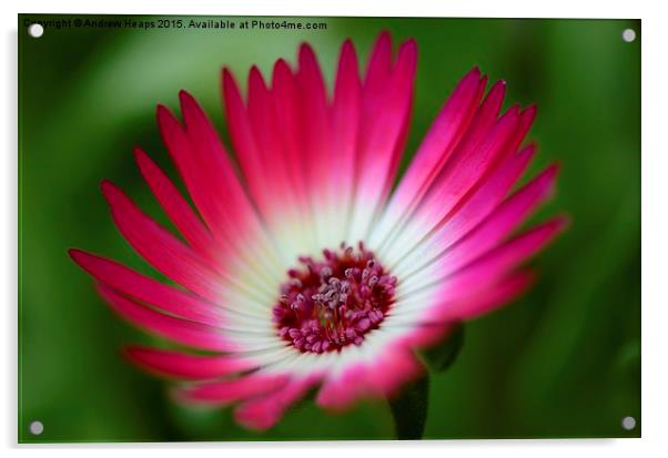  Pink Mesembryanthemum Acrylic by Andrew Heaps