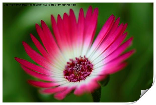  Pink Mesembryanthemum Print by Andrew Heaps