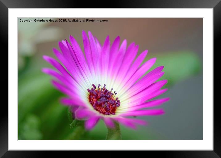 Purple  Mesembryanthemum Framed Mounted Print by Andrew Heaps