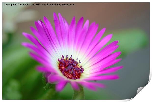 Purple  Mesembryanthemum Print by Andrew Heaps