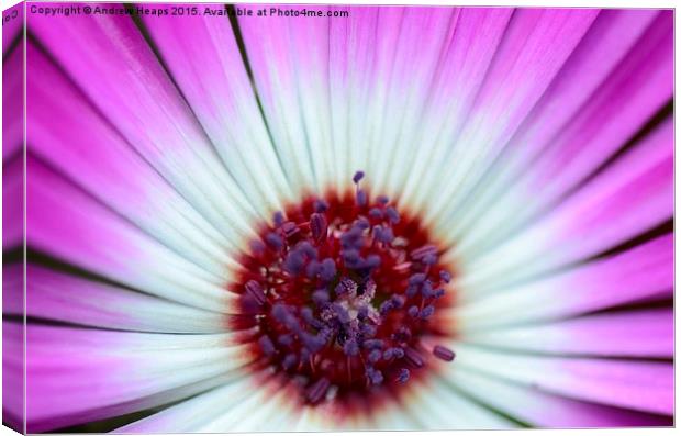 Purple  Mesembryanthemum Canvas Print by Andrew Heaps